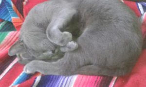 Our Russian Blue Limpi