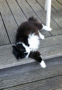 Our black and white longhaired cat Punky