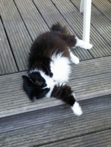 Our black and white longhaired cat Punky