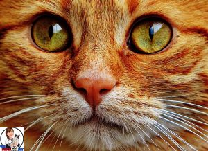Hypertensie kan erge schade geven aan de ogen van je kat