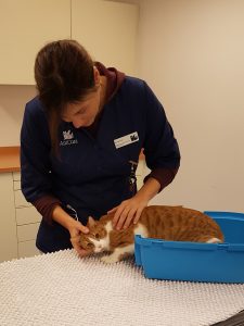 Kattendokter Marieke onderzoekt een rood witte kat