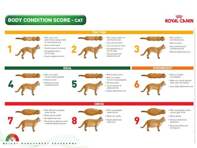 Body Condition Score kat