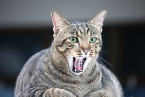 Meer dan 50% van de katten in Nederland is te dik