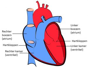 Verschillende onderdelen van het hart 