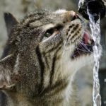 Katten met suikerziekte hebben vaak dorst