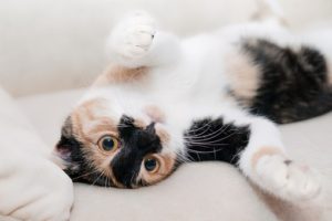 Een deel van de katten met suikerziekte gaat in remissie 