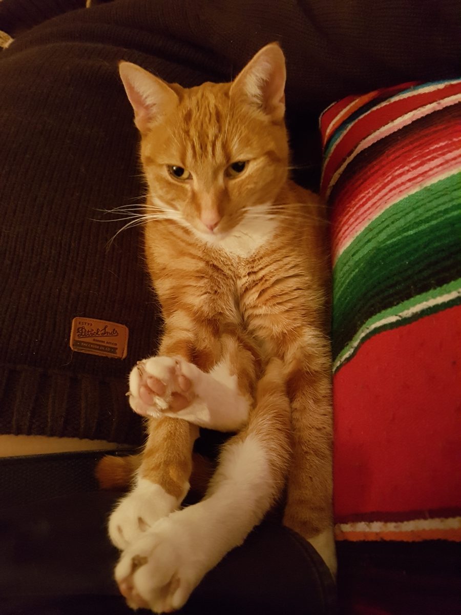 Pip stelt zichzelf voor Dutch Cat Vet