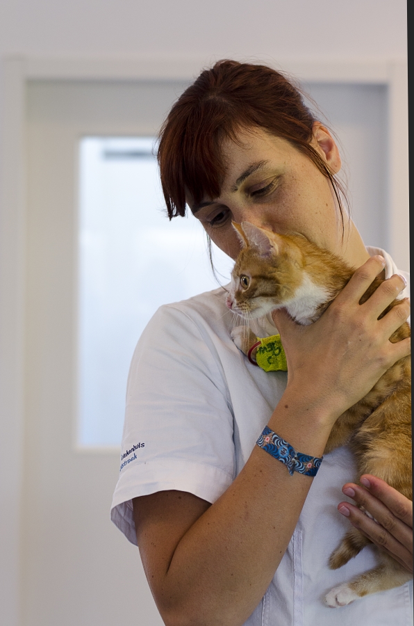 Een bezoek aan de dierenarts kan zorgen voor stress