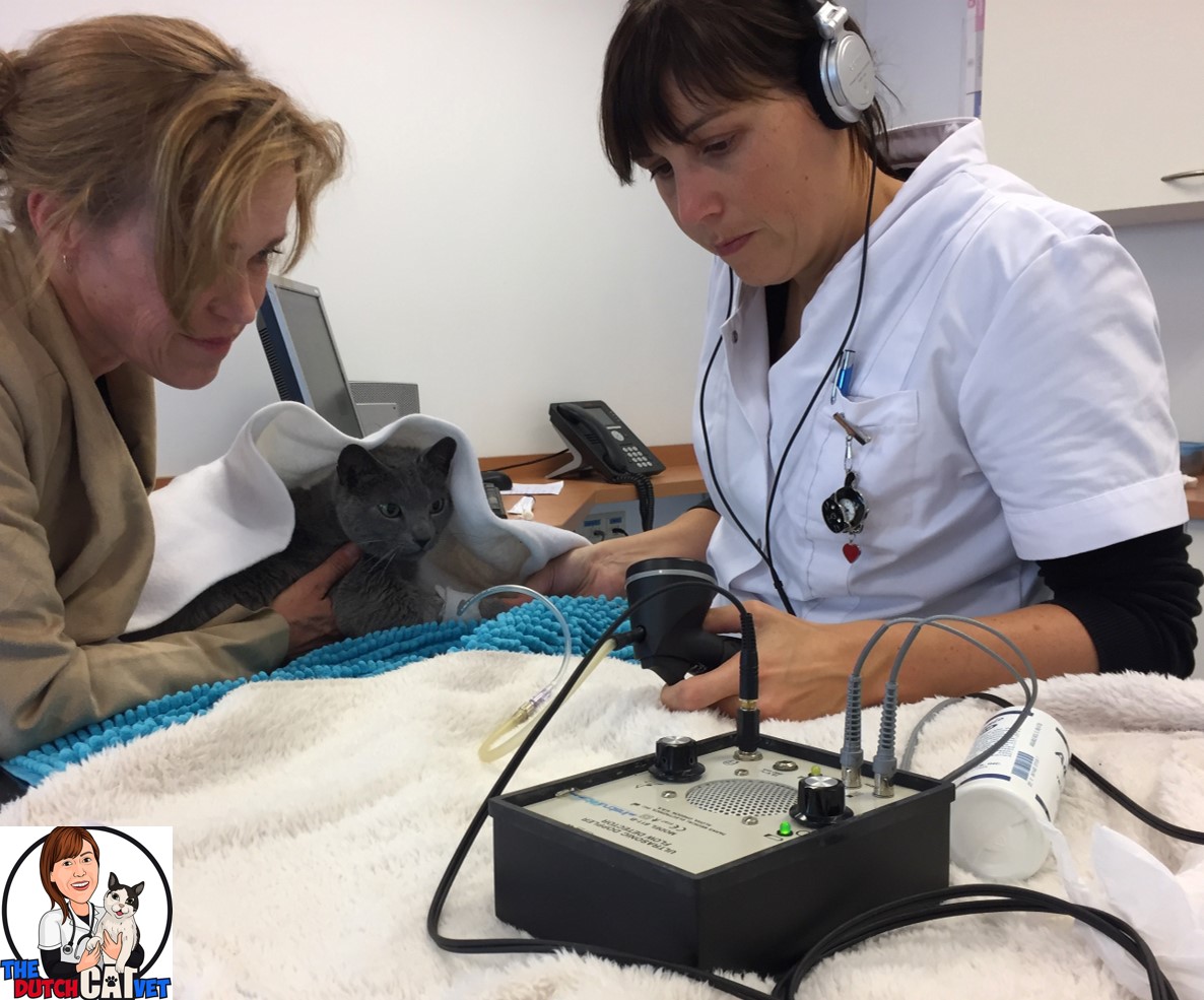 Mijn Kat Is Ineens Blind Misschien Heeft Hij Hoge Bloeddruk! Dutch