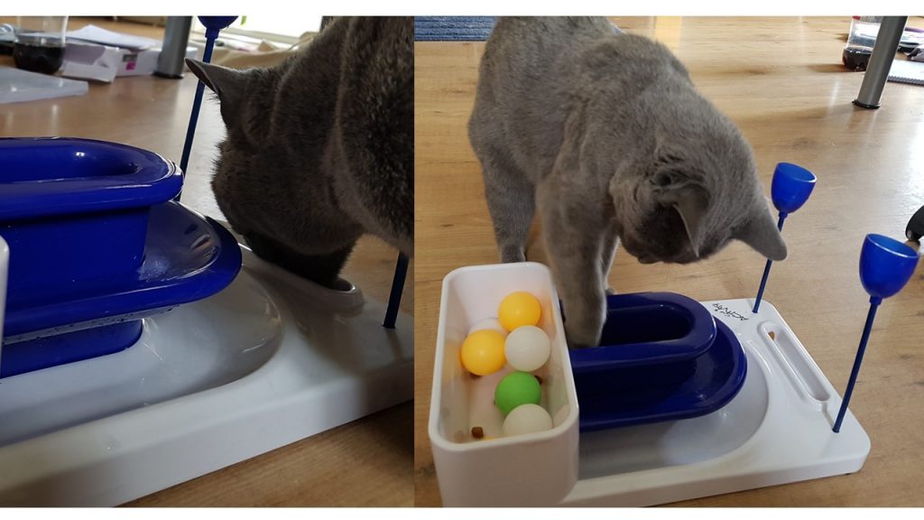 Hoe kan ik mijn kat het beste voeren? Dutch Cat Vet