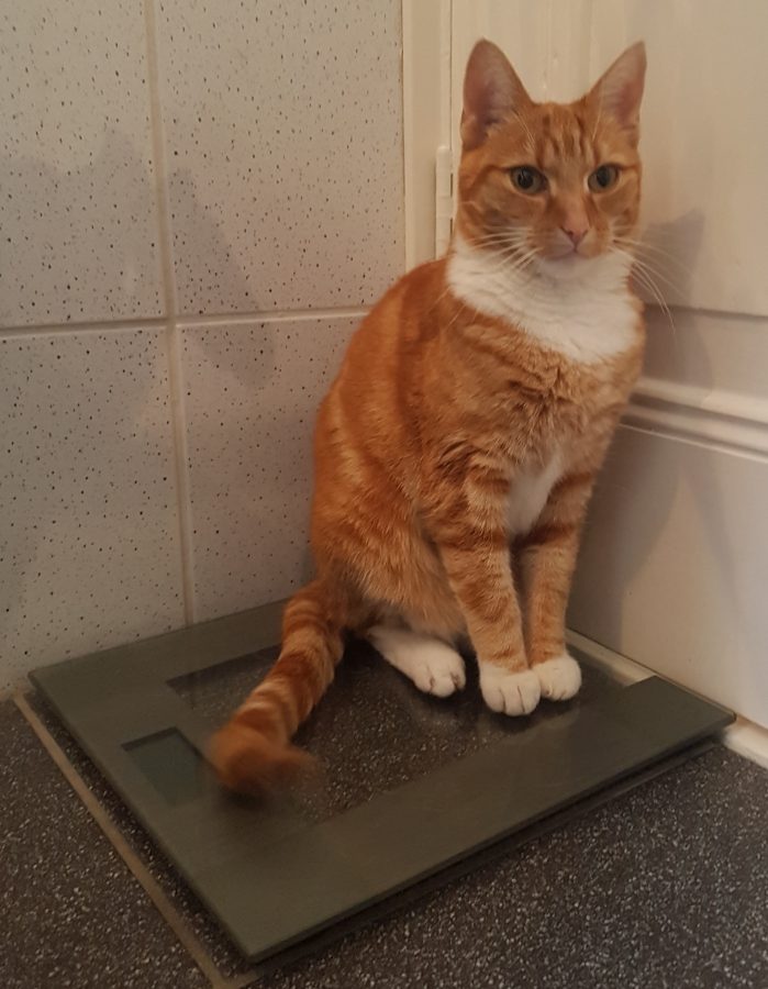 Is mijn kat te dik? Dutch Cat Vet