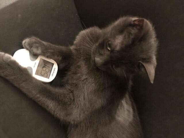 Katten met diabetes mellitus hebben een hoge bloed glucose