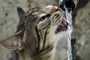 Katten met suikerziekte hebben vaak dorst
