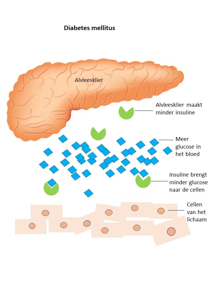 Wat is suikerziekte bij de kat? Dutch Cat Vet