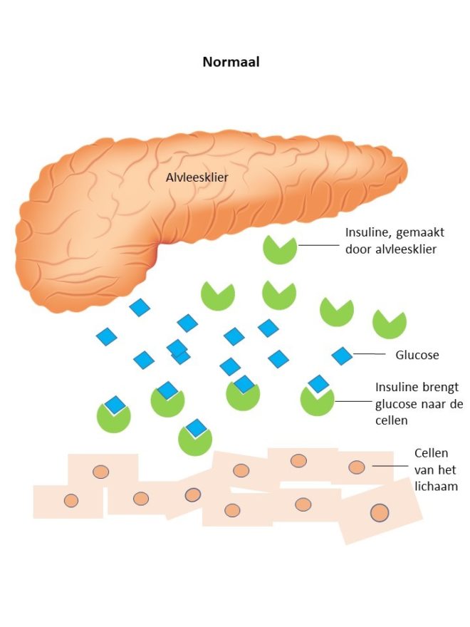 Wat is suikerziekte bij de kat? Dutch Cat Vet
