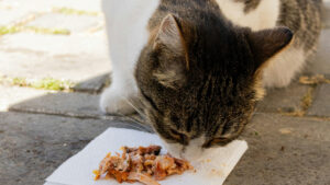 Kat eet natvoer - featured image