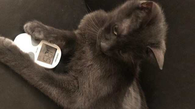 Castor met glucose meter
