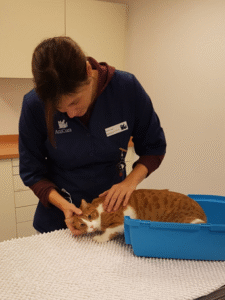 Marieke kijkt een kat na 