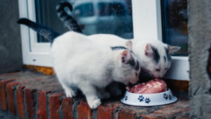 Kat eet rauw vlees