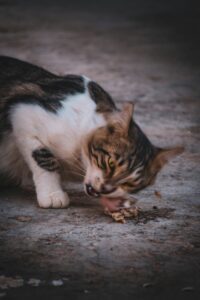 Kat eet rauw vlees