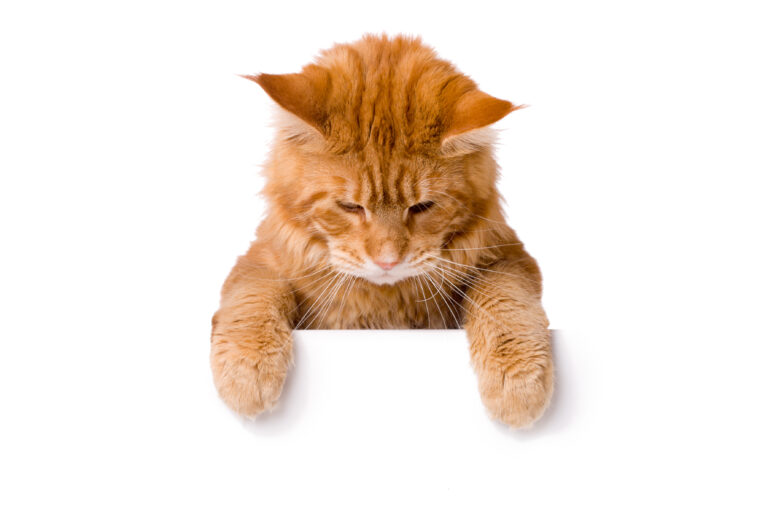 Pretty cat above white banner