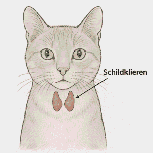 Schildklieren kat 