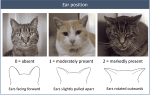 Uitleg feline grimace scale