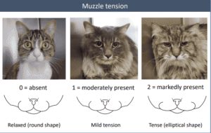 Feline grimace scale 