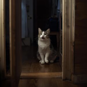 Desorientatie kan voorkomen bij CDS