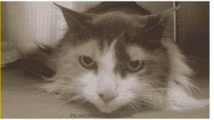 Feline Grimace Scale 16:9