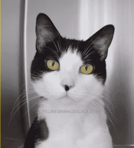 Feline grimace scale