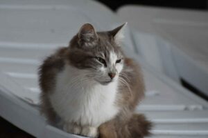 Magere kat