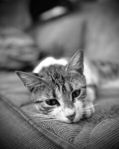 magere kat