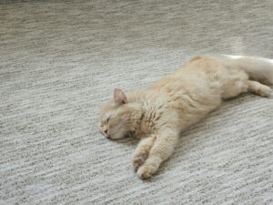 Relaxte kat
