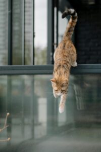 Minder makkelijk springen kan een teken zijn van artrose