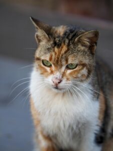 Senior kat