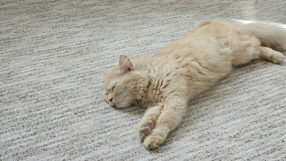 Relaxte kat 16-9