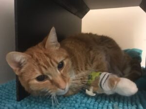 Opname en infuus kan nodig zijn bij pancreatitis