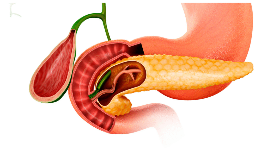 Pancreas featured image