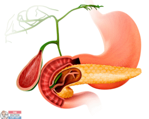 De pancreas