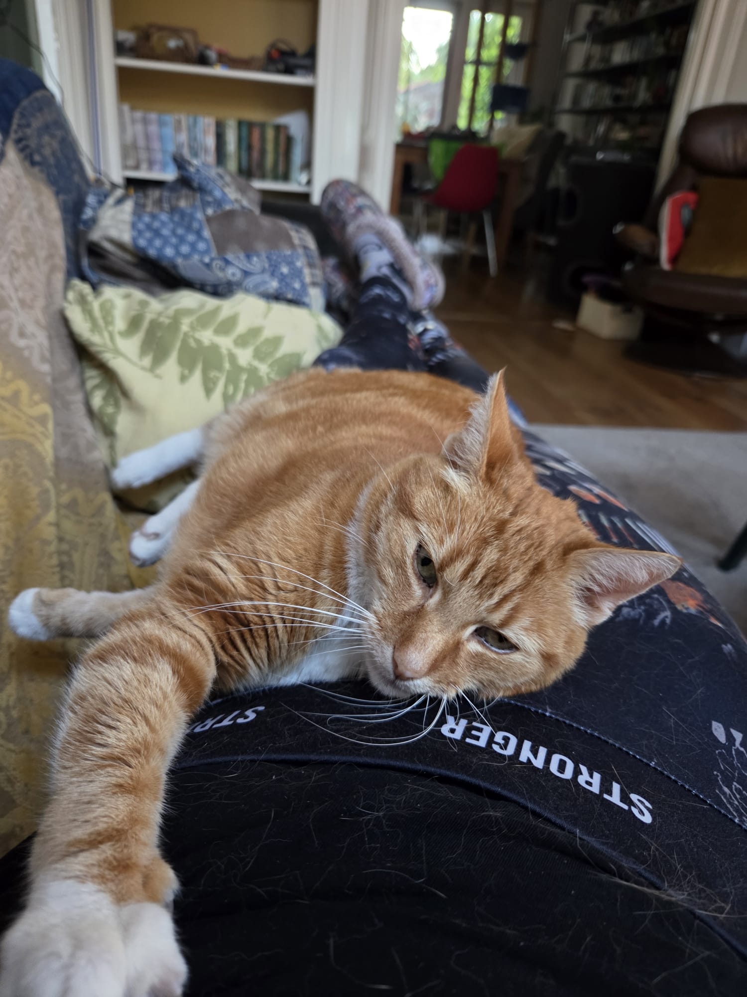 Pip ligt ontspannen bij Marieke op schoot