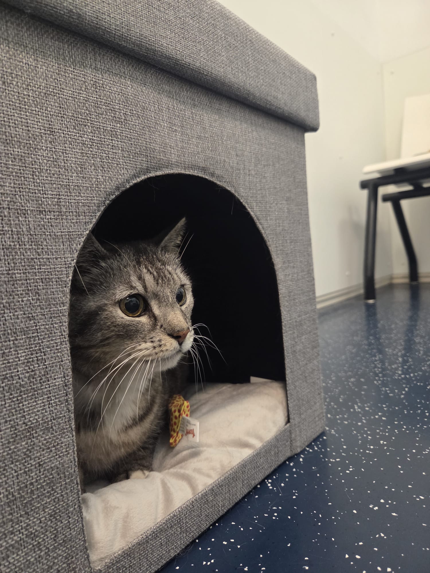 Kattenpatiënt voelt zich veilig in een kattenhuisje