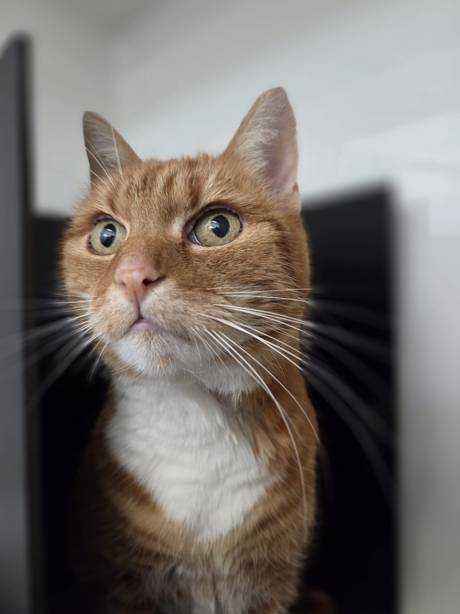 Pip kijkt nieuwsgierig omhoog