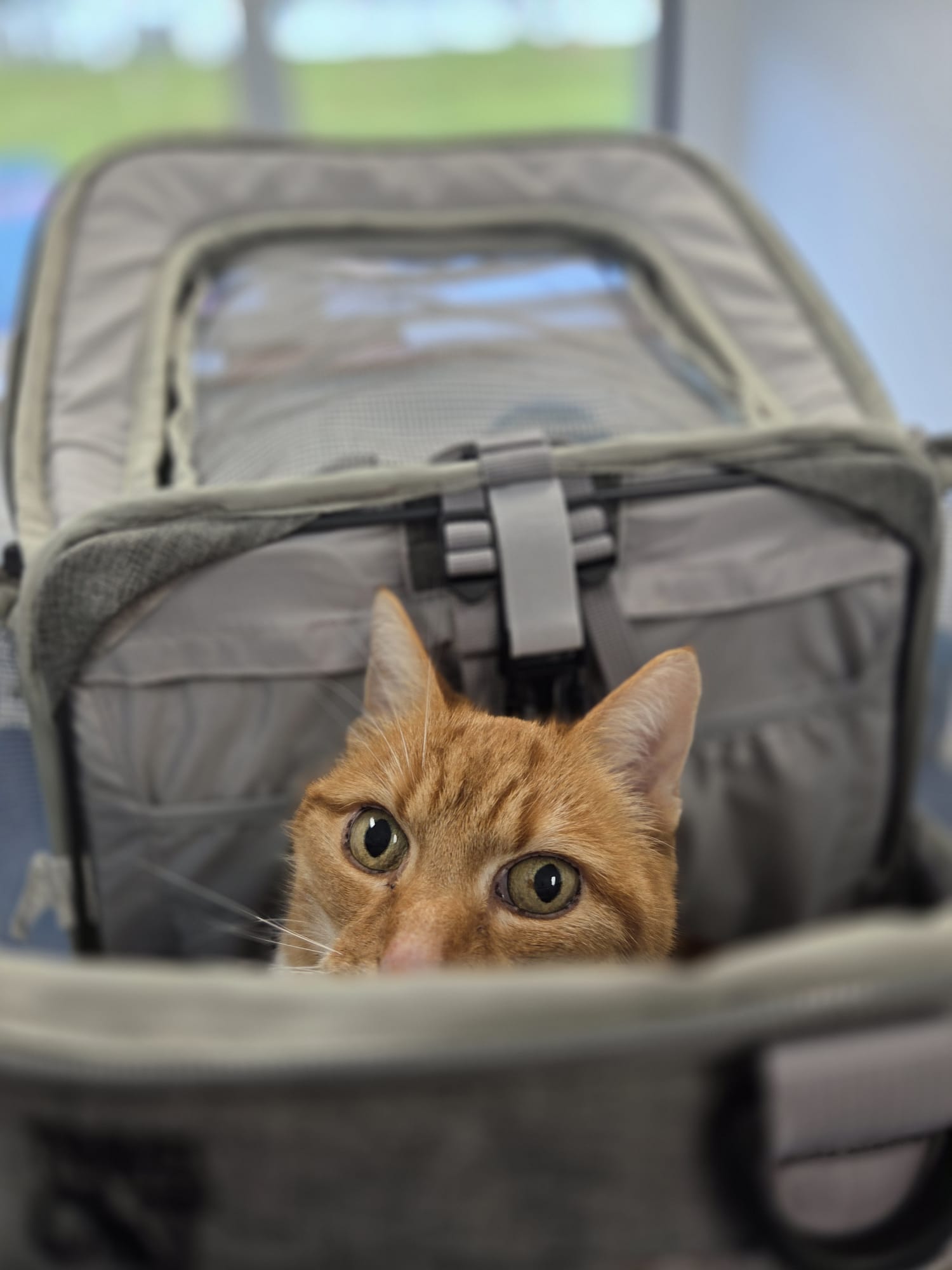 Nieuwsgierige kat kijkt uit een open reismand