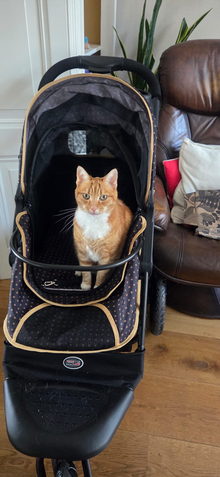 Pip zit klaar in haar kattenwagen