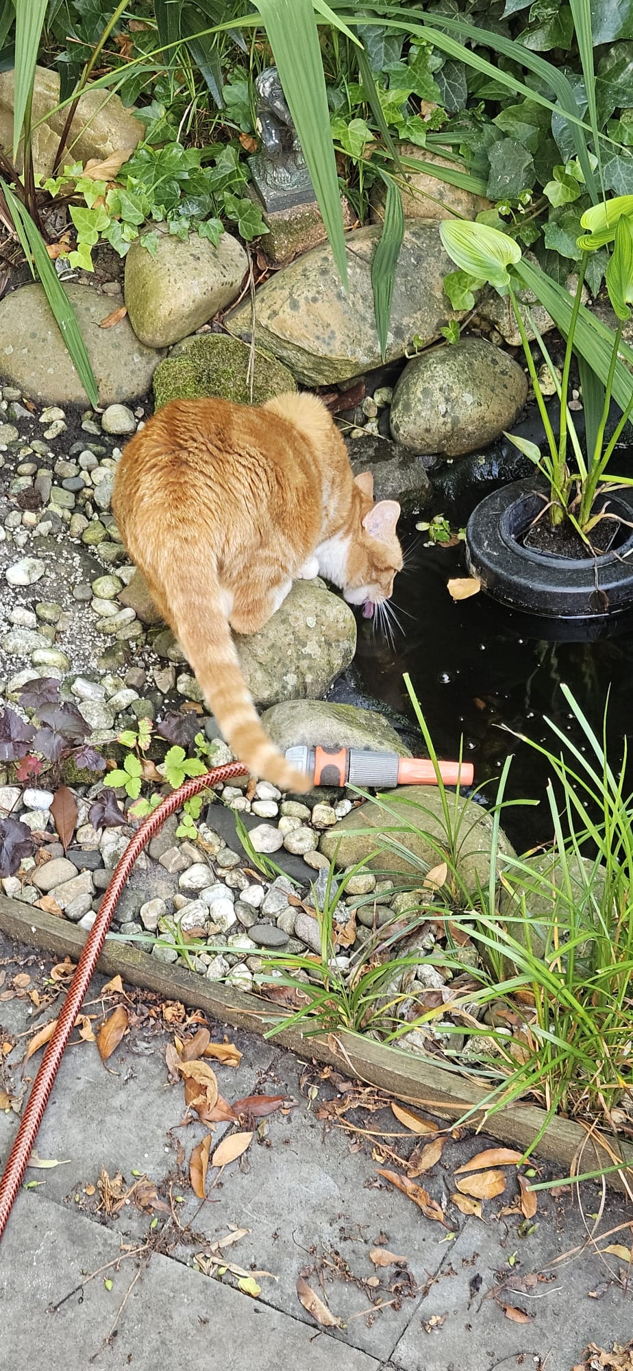 Pip drinkt bij de vijver