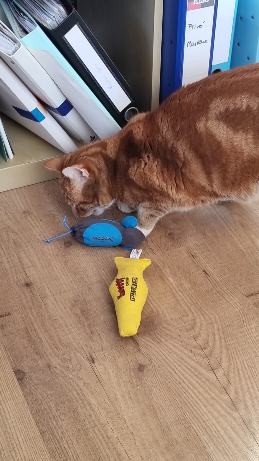 Pip onderzoekt haar speelgoed