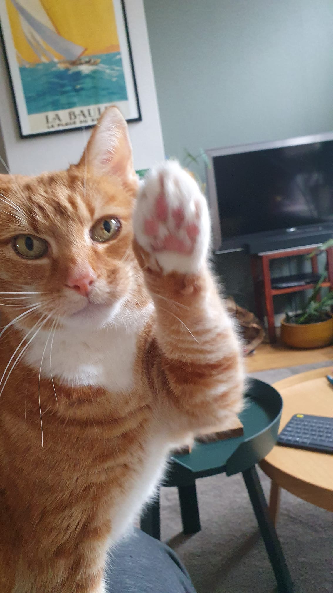 Pip raises a paw