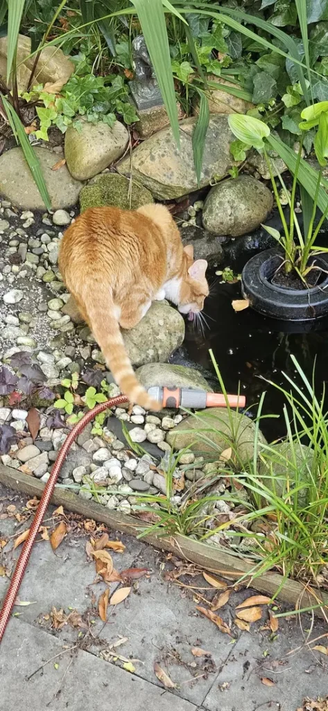 Mijn water hoort niet naast mijn eten